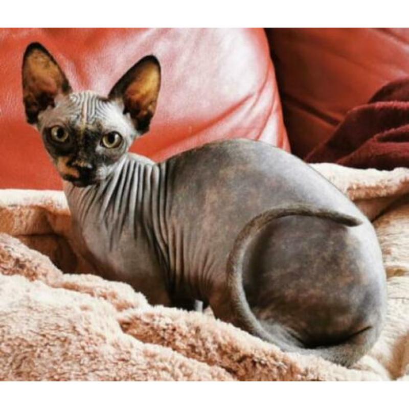 Twee Sphynx meisjes