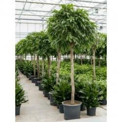 Ficus 'amstel King' 250-260cm - Stam art23573