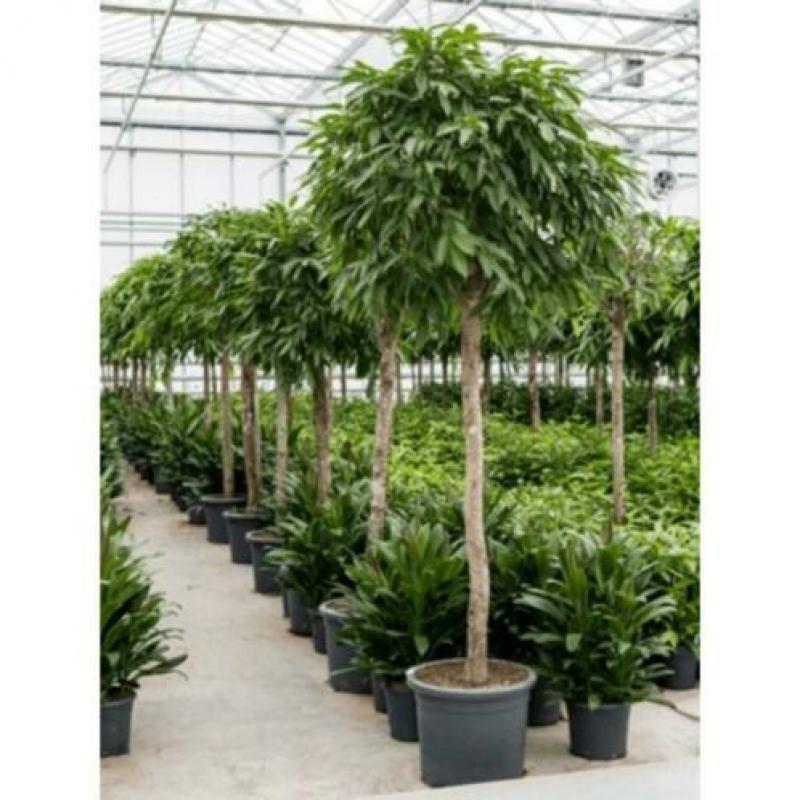 Ficus 'amstel King' 250-260cm - Stam art23573