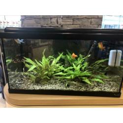 Mooie 60 liter aquarium, compleet!