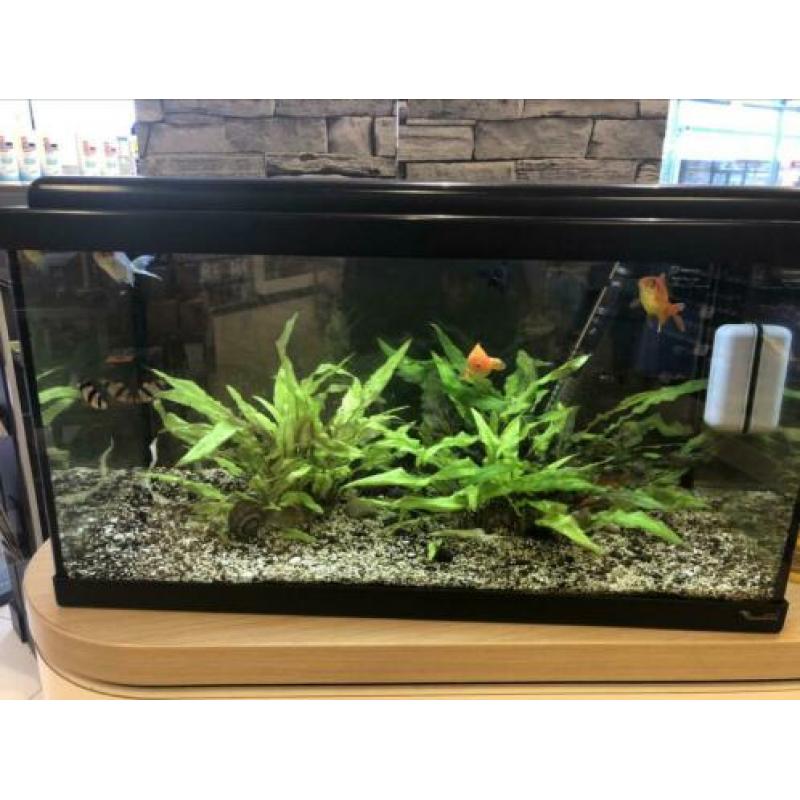 Mooie 60 liter aquarium, compleet!