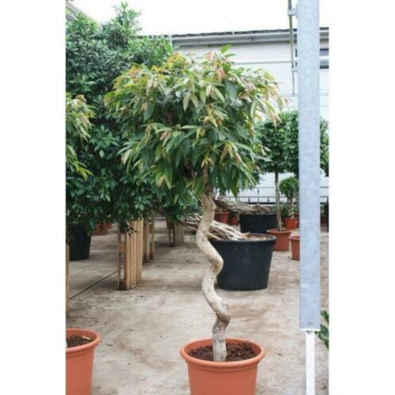 Ficus 'amstel King' 250-260cm - Stam art23573