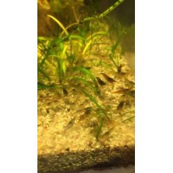 Garnalenmix 20 stuks ( neocaridina)+ matje met levermos