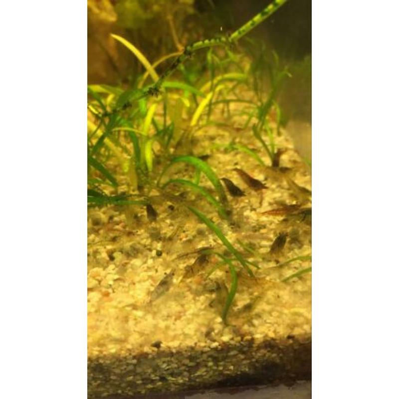 Garnalenmix 20 stuks ( neocaridina)+ matje met levermos