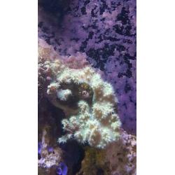 Kroepoek leder fluor groen