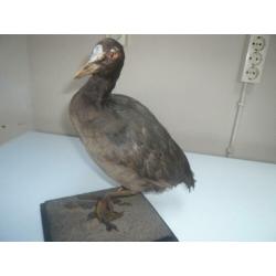 Opgezette dieren
