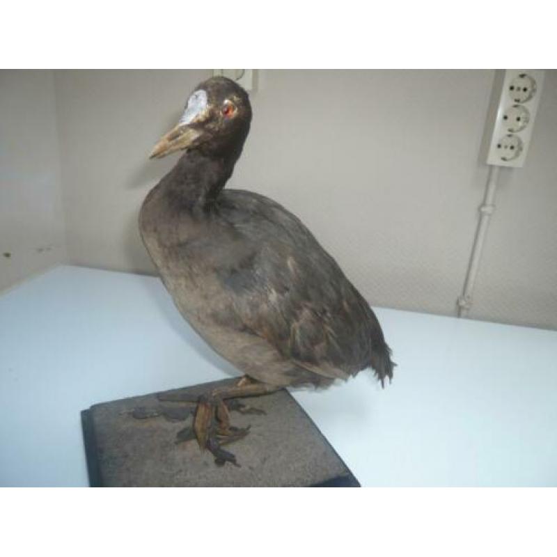 Opgezette dieren
