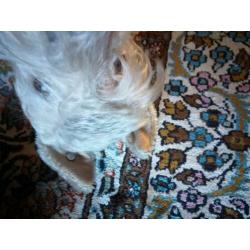 Steiff