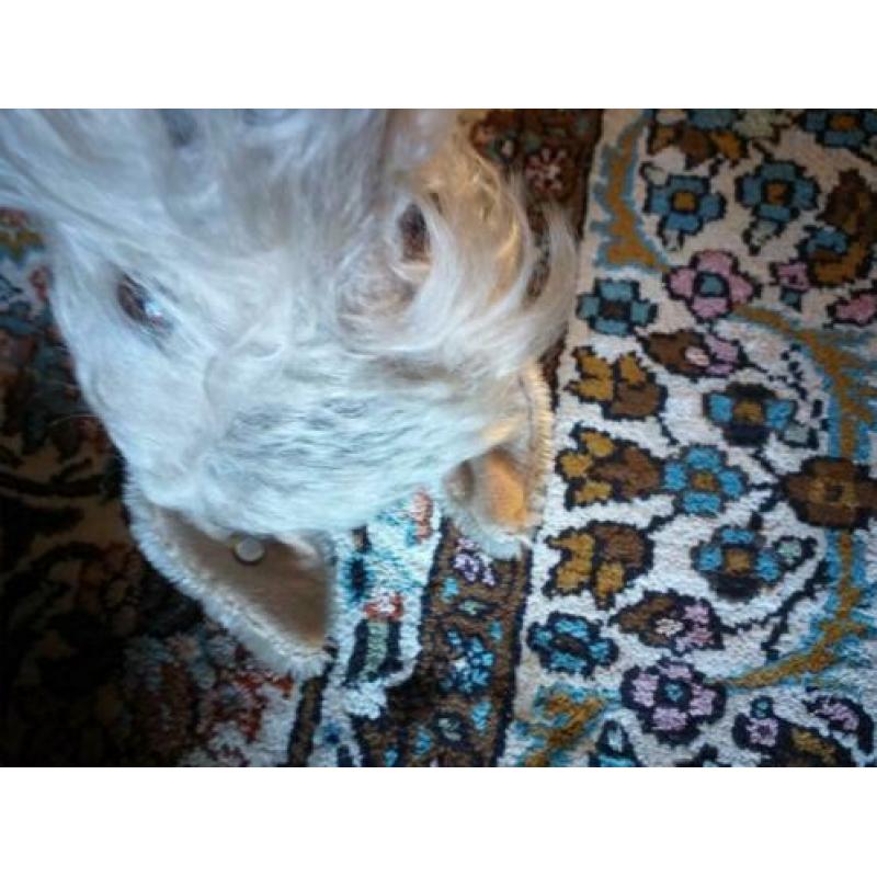 Steiff