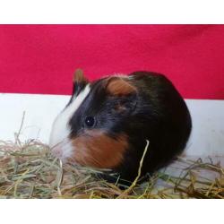 Vrij wegens annulering. Prachtig 3 kleur cavia zeugje