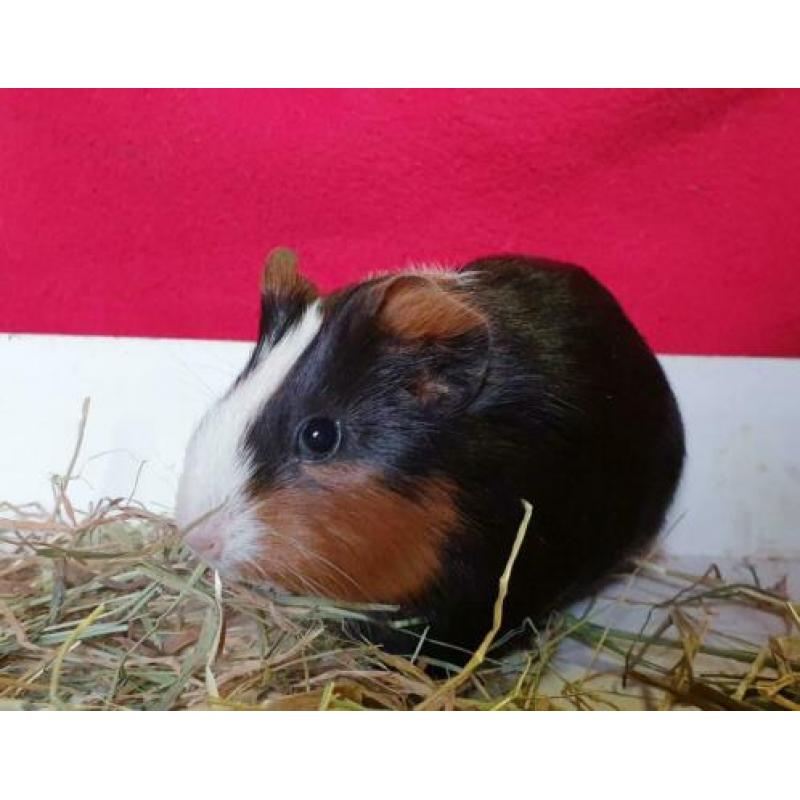 Vrij wegens annulering. Prachtig 3 kleur cavia zeugje