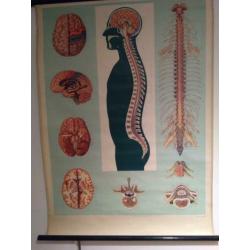 Anatomische Wandplaten Offsetdruck Paul Traber Leipzig