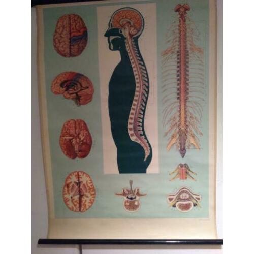 Anatomische Wandplaten Offsetdruck Paul Traber Leipzig
