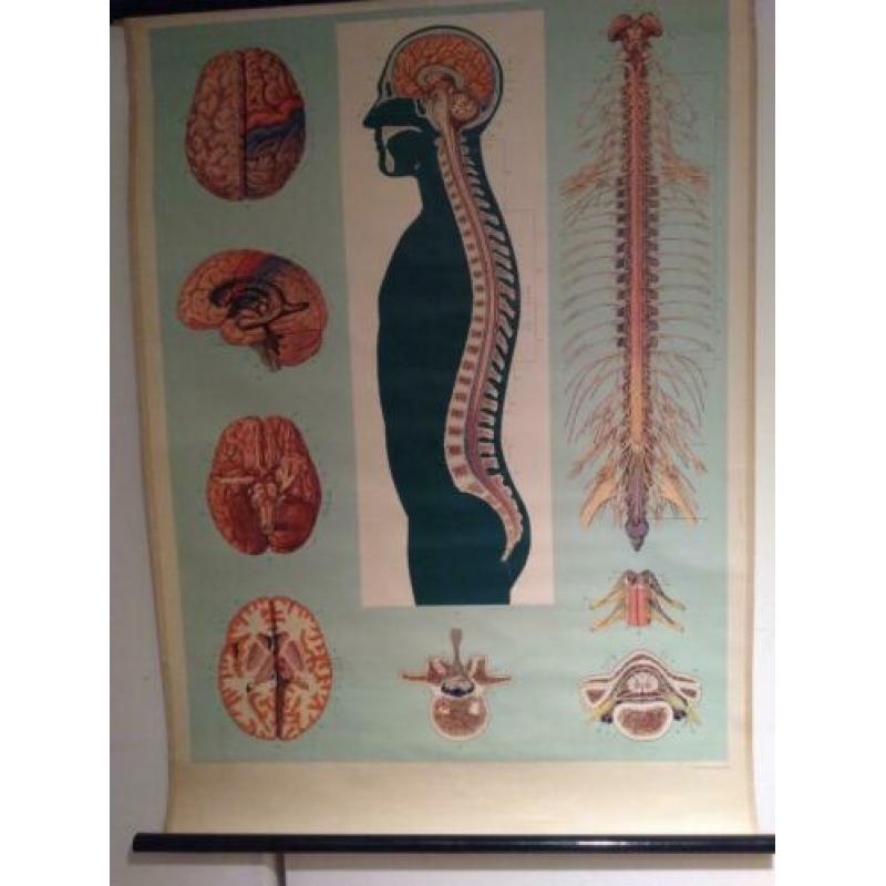 Anatomische Wandplaten Offsetdruck Paul Traber Leipzig