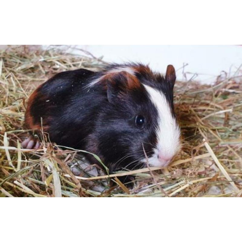 Vrij wegens annulering. Prachtig 3 kleur cavia zeugje