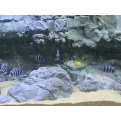 Groep Cyphotilapia frontosa blue mpimbwe
