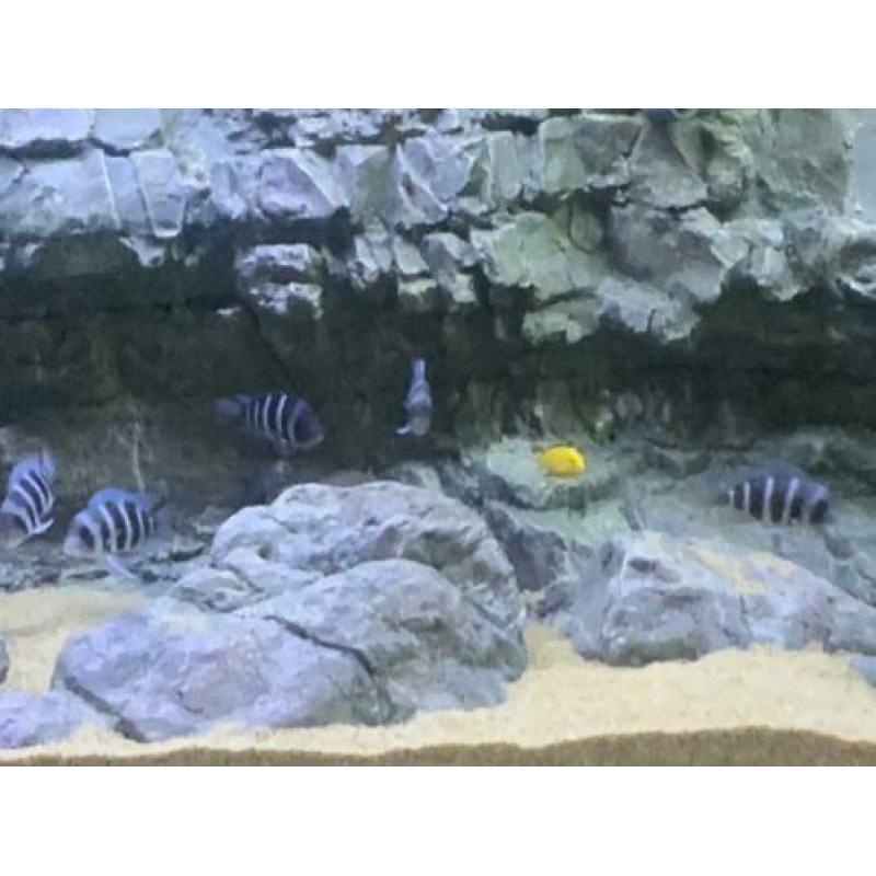 Groep Cyphotilapia frontosa blue mpimbwe
