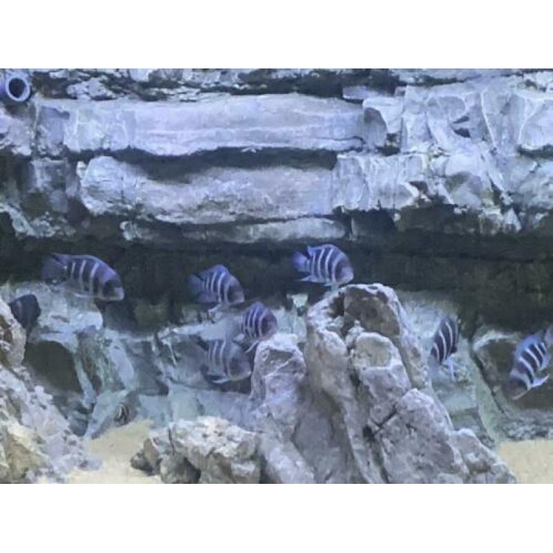 Groep Cyphotilapia frontosa blue mpimbwe