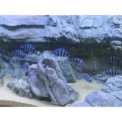 Groep Cyphotilapia frontosa blue mpimbwe