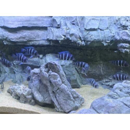 Groep Cyphotilapia frontosa blue mpimbwe