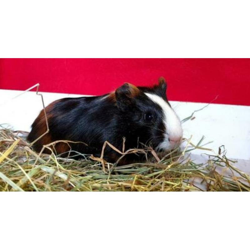 Vrij wegens annulering. Prachtig 3 kleur cavia zeugje