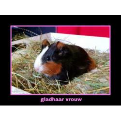Vrij wegens annulering. Prachtig 3 kleur cavia zeugje