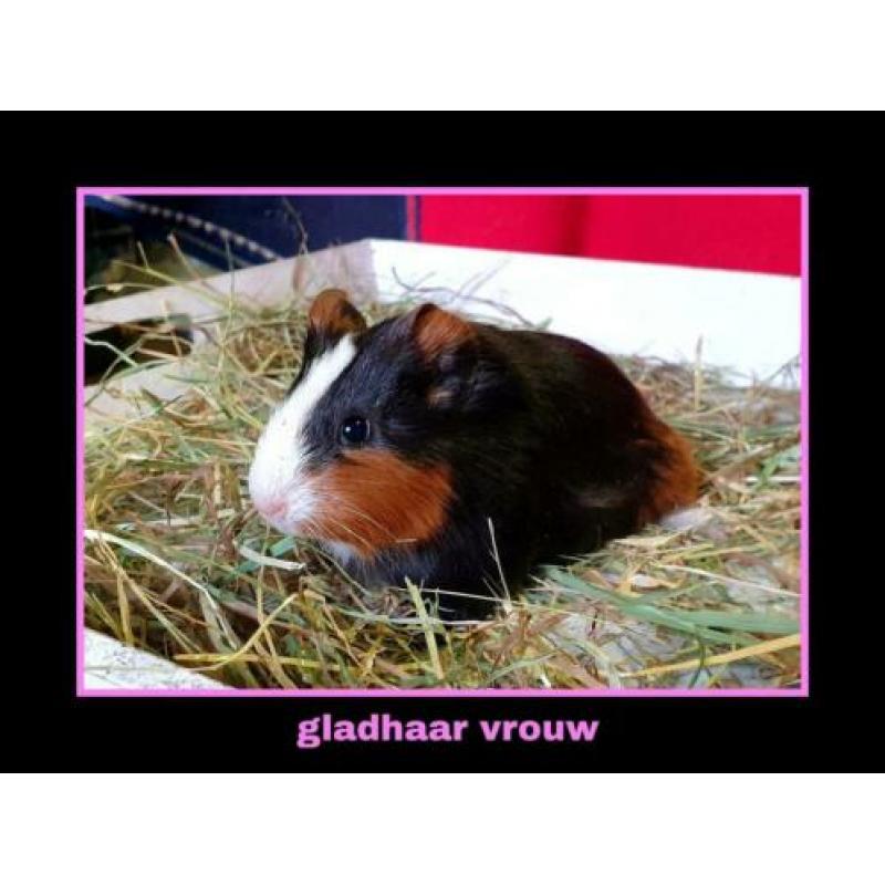 Vrij wegens annulering. Prachtig 3 kleur cavia zeugje