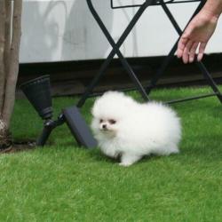 Pomerania puppies