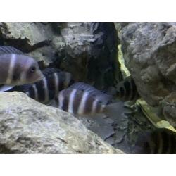 Groep Cyphotilapia frontosa blue mpimbwe