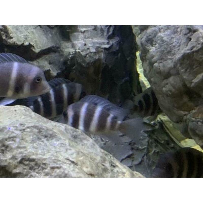 Groep Cyphotilapia frontosa blue mpimbwe