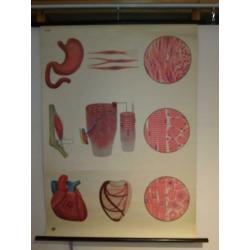 Anatomische Wandplaten Offsetdruck Paul Traber Leipzig