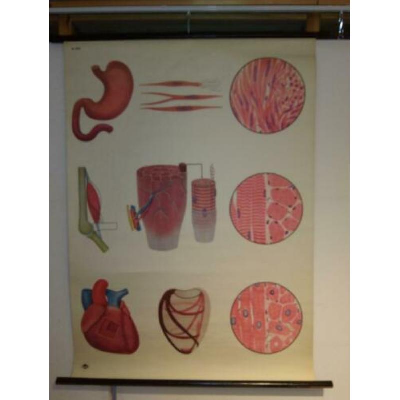 Anatomische Wandplaten Offsetdruck Paul Traber Leipzig