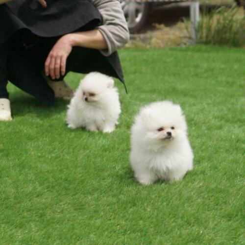 Pomerania puppies