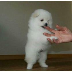 Pomerania puppies