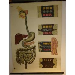 Anatomische Wandplaten Offsetdruck Paul Traber Leipzig