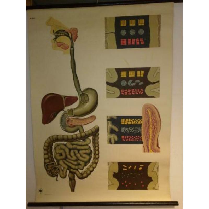 Anatomische Wandplaten Offsetdruck Paul Traber Leipzig