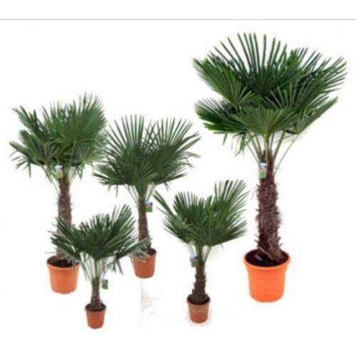 Trachycarpus Fortunei palmboom verschillende maten!