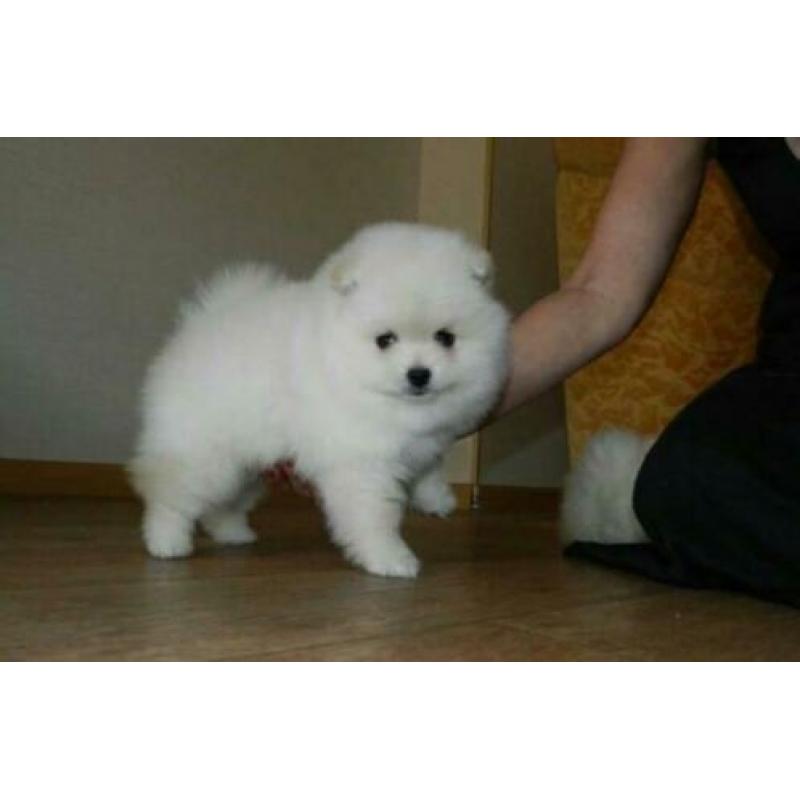 Pomerania puppies