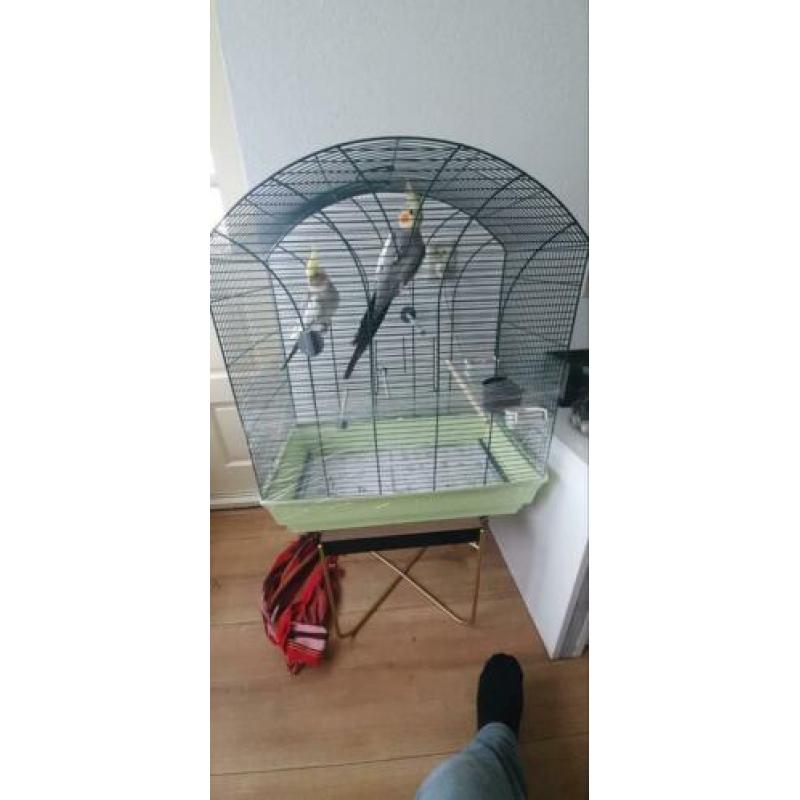 2 prachtige valkparkieten!
