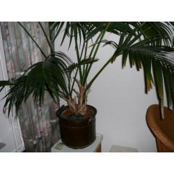 Grote kentia palm