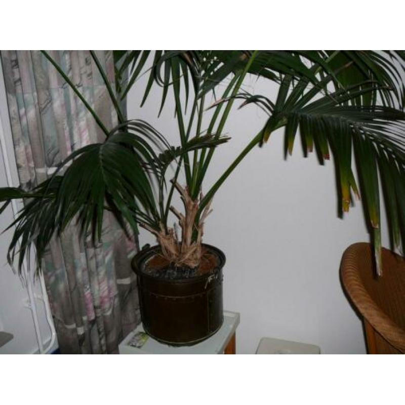 Grote kentia palm