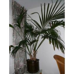 Grote kentia palm
