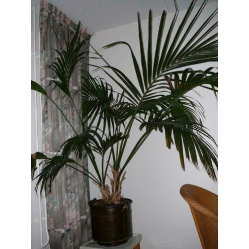 Grote kentia palm