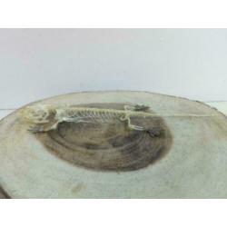 Gecko skelet +/- 20cm