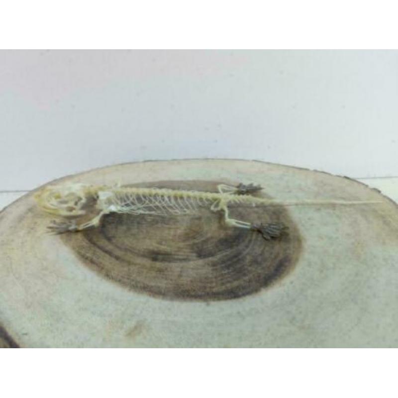 Gecko skelet +/- 20cm