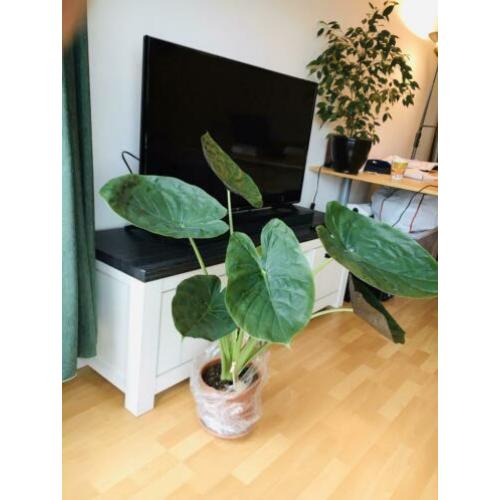 Alocasia Wentii 100cm|Olifantsoor (in plastic|x bananenplant