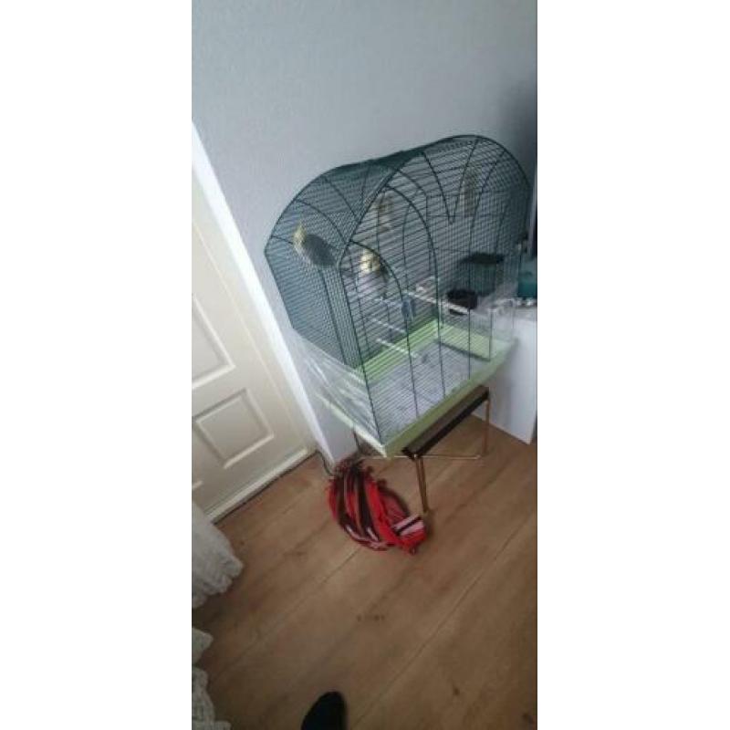 2 prachtige valkparkieten!