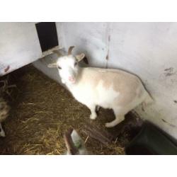 Twee geitjes