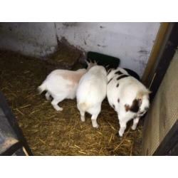 Twee geitjes