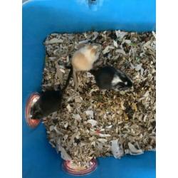 Gerbil, gerbils, gerbil pups